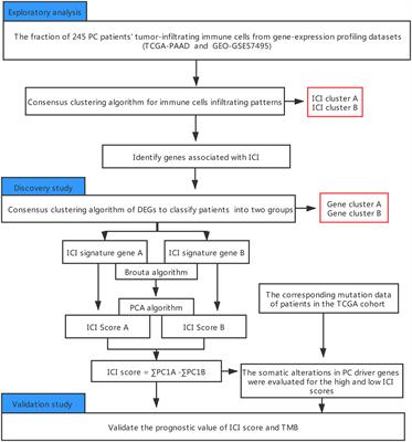 Characterization of the Immune Cell Infiltration Profile in Pancreatic Carcinoma to Aid in Immunotherapy